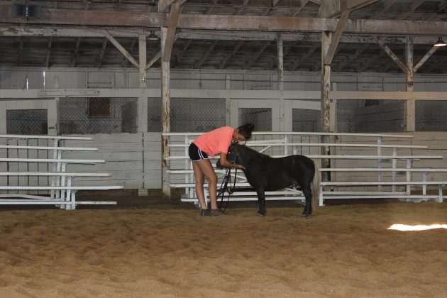 Sidney Hawk practices for the upcoming horse show with Peanut, her miniature horse.