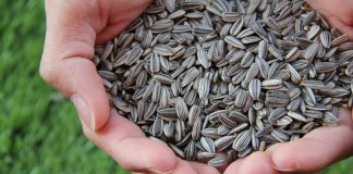 sunflower seeds