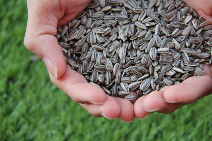sunflower seeds sunflower seeds