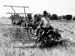 historical image of a reaper