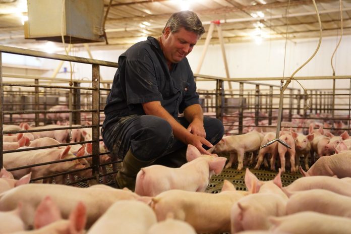 pig farmer pig farmer