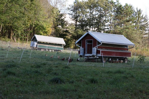 chicken coops