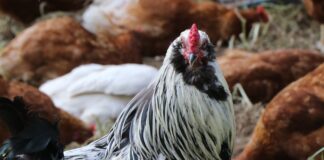 rooster