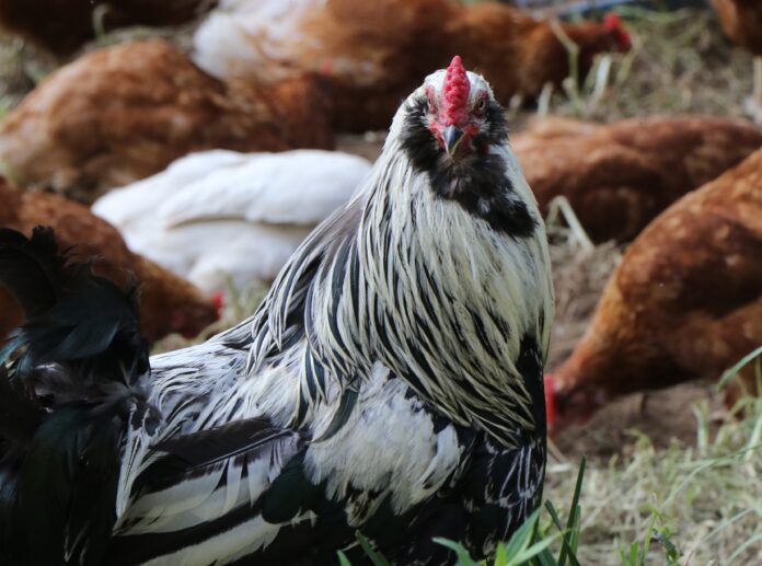 CalebSwopeChickens2 rooster