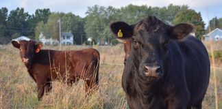 cattle