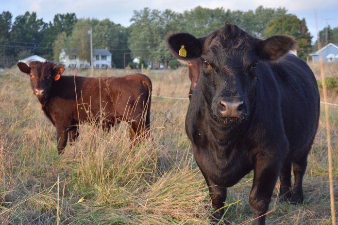 CalebSwopeHeifer cattle