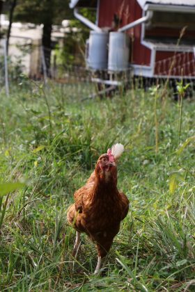 hen