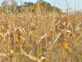 a dry cornfield in Columbiana County, Ohio.
