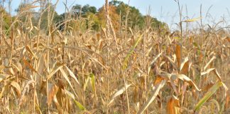 a dry cornfield in Columbiana County, Ohio.