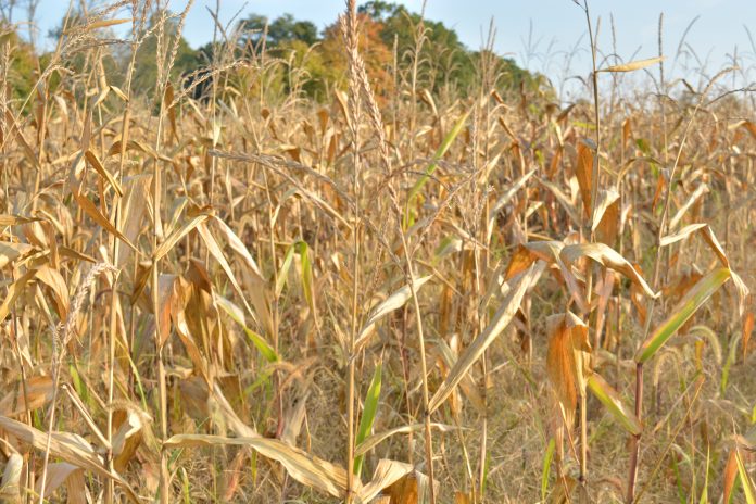 CornDrought a dry cornfield in Columbiana County, Ohio.
