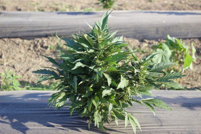 fsr_hemp A small hemp plant growing at the 2019 Farm Science Review.