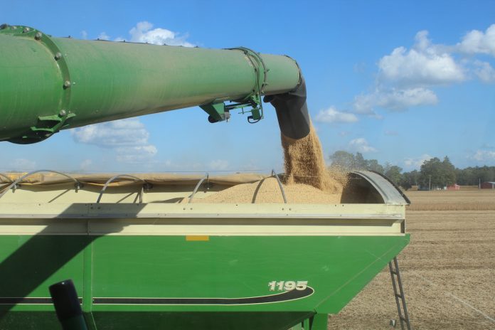 beans into grain cart beans emptying into grain cart