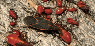 Boxelder bugs