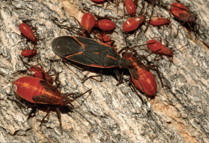 Boxelder bugs Boxelder bugs
