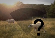 Lack of broadband widens gap between rural, urban areas sheep in field