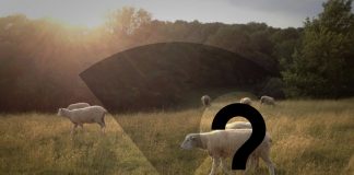 sheep in field