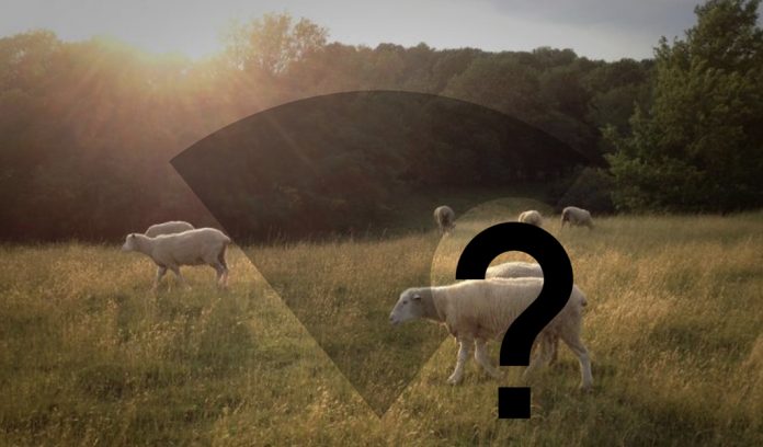 Sheep with wifi not connected icon(1) sheep in field