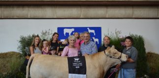Steer Champion