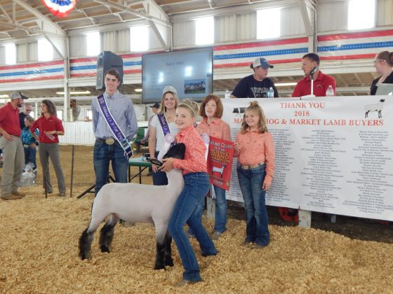 Reserve Champion Lamb