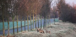 deer near road