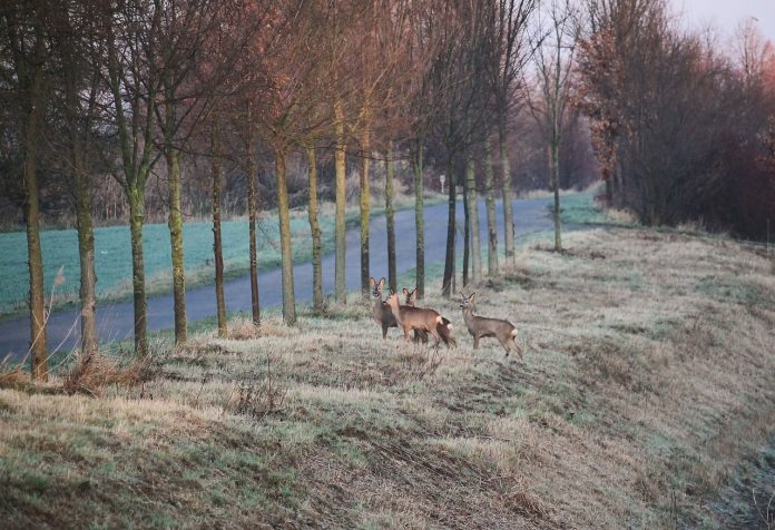 deer near road deer near road