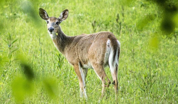 white-tailed deer white-tailed deer