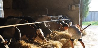 a child feeding cattle hay