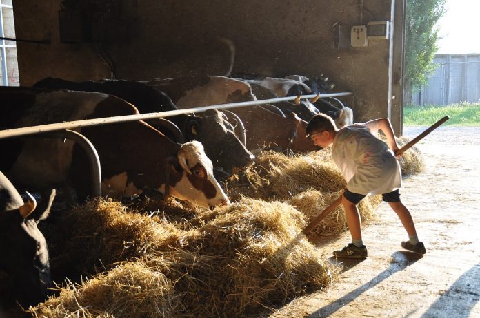 farm kid a child feeding cattle hay