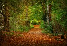 Autumn observations leaf-covered path through woods