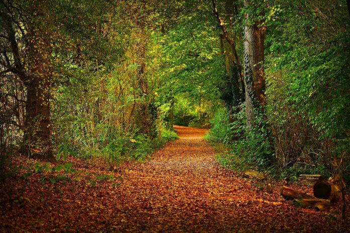 leaf-covered path through woods leaf-covered path through woods