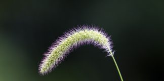 foxtail