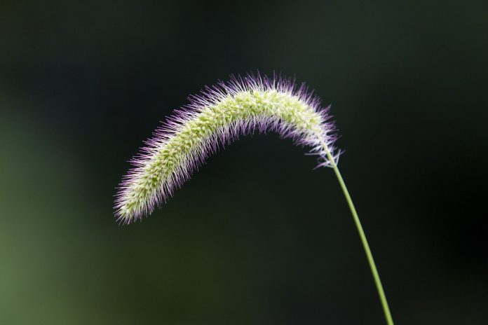 foxtail foxtail