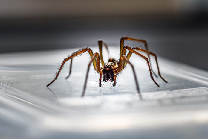 macro-4366163_1280 house spider