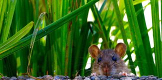 rat