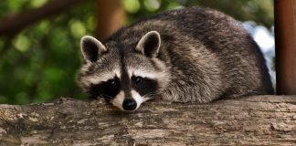 raccoon