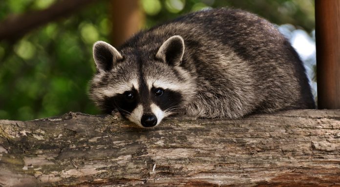 raccoon raccoon