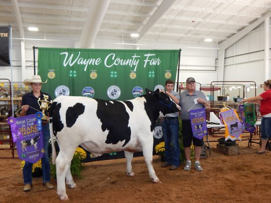 Wayne County Fair Grand Champion Dairy Steer