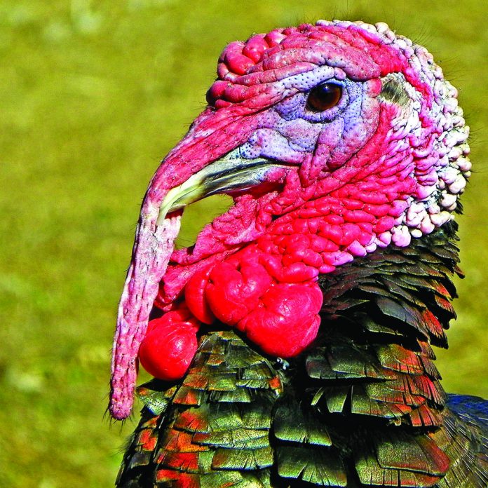 turkey head