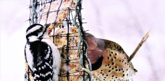 birds at a feeder