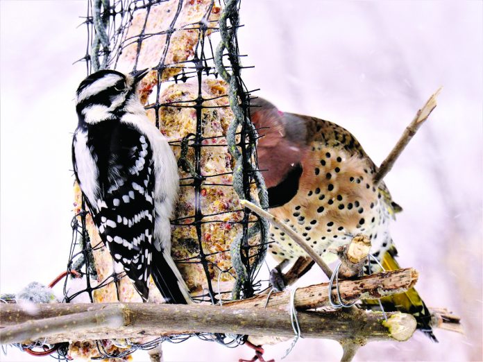 birds at a feeder birds at a feeder