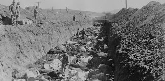 1924 cattle slaughtered