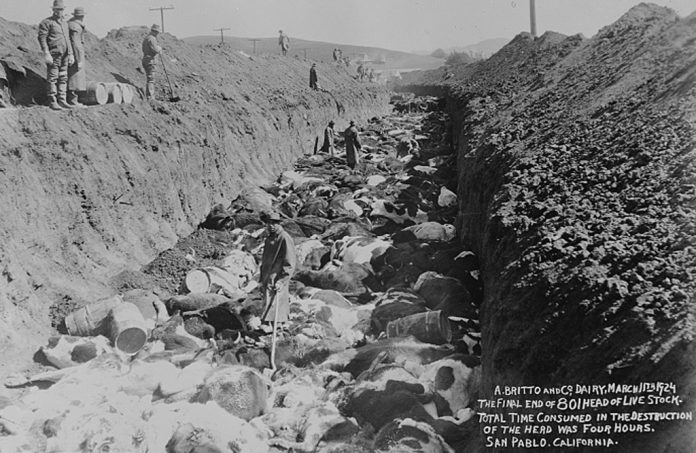1924california 1924 cattle slaughtered