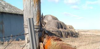 shotgun