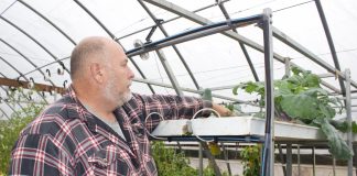 David Clough looks at a plant he grew hydroponically in his greenhouse.