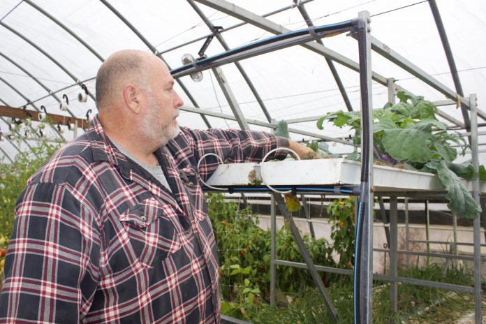 Creekside5 David Clough looks at a plant he grew hydroponically in his greenhouse.