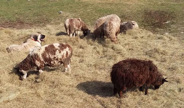 FareiKennelsFitz livestock guardian dog with sheep