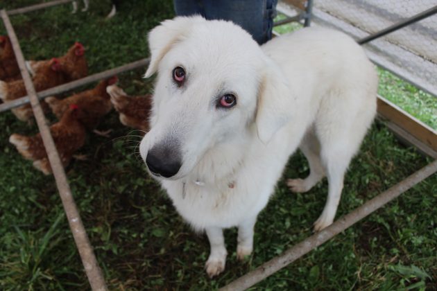 dog with chickens