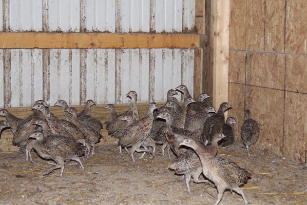 teenage pheasants