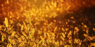 foxtail at sunset