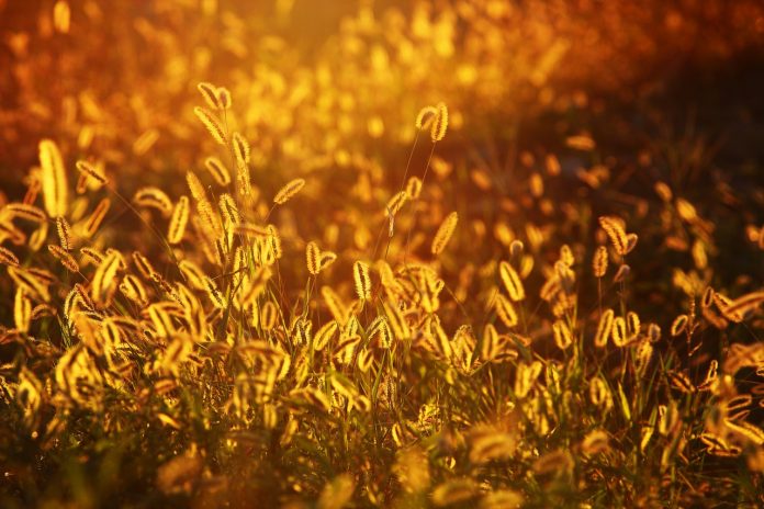 foxtail foxtail at sunset